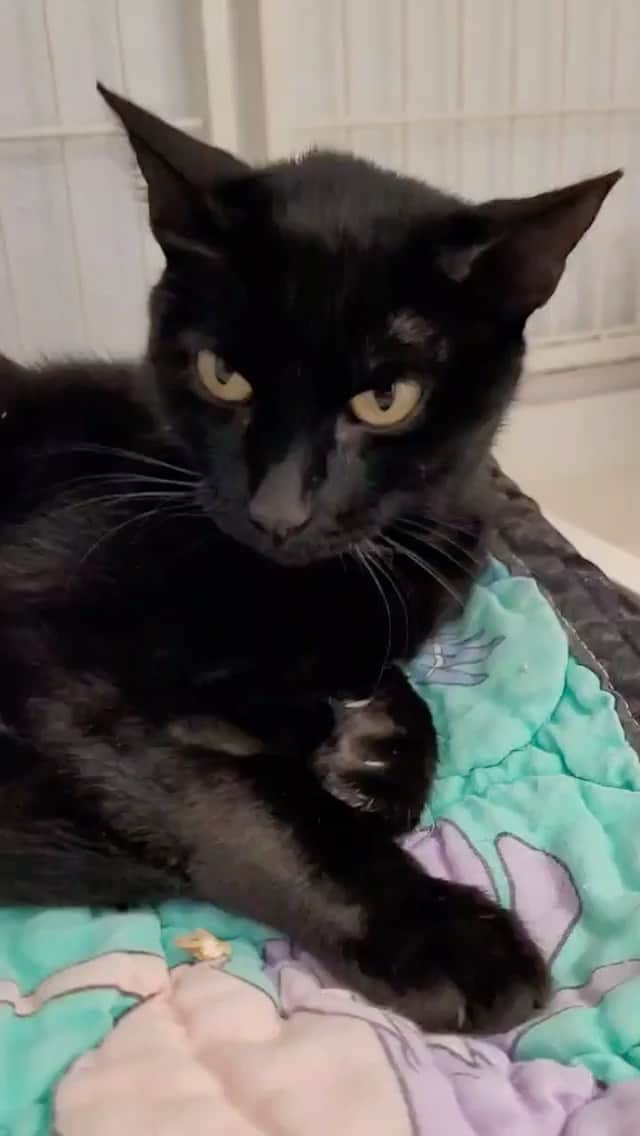 The Cats Of Instagramのインスタグラム：「#Repost • @rapsociety Meet Adoptable Adesa!   We are reposting Adesa as this sleek beauty has not received too much attention from potential adopters. We are a little sad and perplexed to as why… perhaps “black cat syndrome” has something to do with it? Are the lighter hued kittens and cats at the Adoption Centre stealing the spotlight? We love this girl with all our hearts and can’t wait to see her go to her forever home.   As her name suggests, loveable Adesa was trapped as part of a colony of cats surviving on the expansive grounds at Adesa Richmond Public Auction in East Richmond in August. With the help of concerned and caring Adesa employees, mama Adesa was trapped about three weeks into the trapping operation. She was one of the first cats spotted on the grounds and was often accompanied by a tiny black and white kitten.   Adesa was actually trapped twice at the beginning of the operation but was released as we did not want to separate her from her young kitten. It was an exciting morning when our trapping helper checked the traps and found that both Adesa and her kitten were trapped… although in separate traps about 100 meters apart!   We are sure Adesa gave birth to more than the one kitten, but sadly, no other littles were sighted at all. Adesa arrived at the RAPS Adoption Centre completely terrified of humans. She remained frightened for weeks and it was difficult to see her immobilizing fear, even though we knew she would live a much safer, happier and healthier life without having to face the dangers of living outdoors. Patience and time however paid off and Adesa came to realize that humans can be trusted. It has brought us so much joy to watch Adesa transform into a loving, affectionate kitty who desires attention from humans. We know she will fill her future humans lives with so much love.   #rescuecat #catsofinstagram #cats #adoptdontshop #cat #catstagram #of #rescuecatsofinstagram #catlife #instacat #instagram #catlover #meow #catlovers #kitten #rescue #catoftheday #kittens #rescuecats #kitty #kittensofinstagram #catsofig #catsofinsta #blackcat #petsofinstagram #cutecat #cutecats #cute #rapsbc」