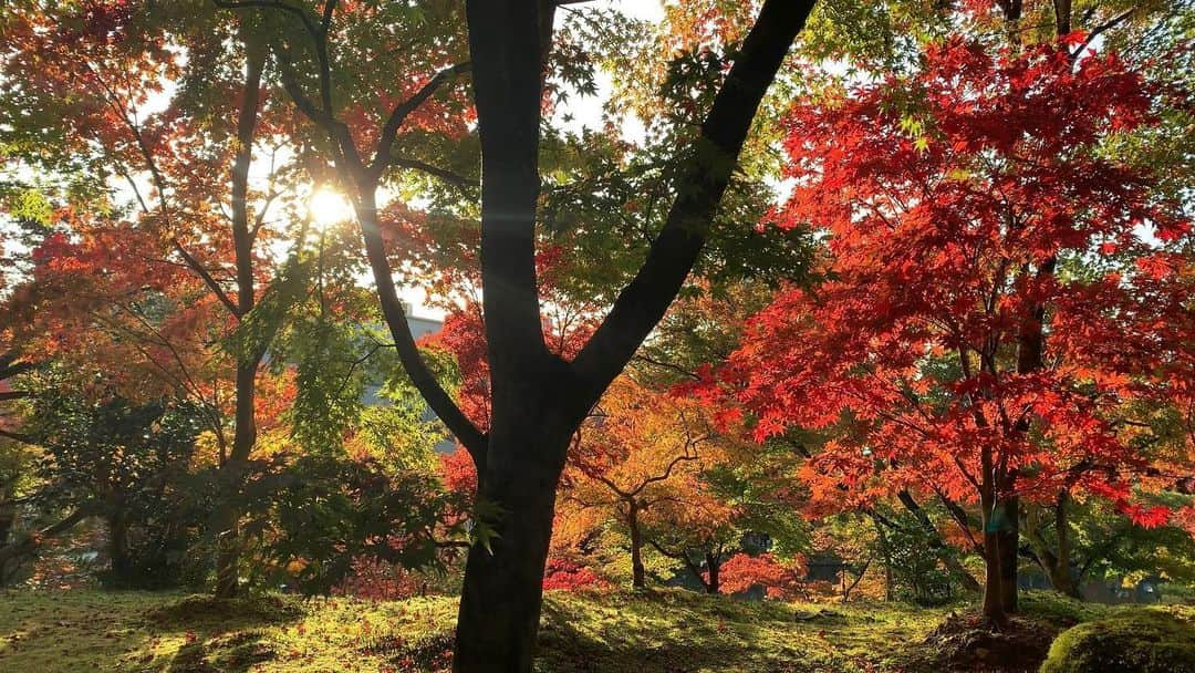 Taeko Mitamura - 三田村妙子のインスタグラム：「🍁 @eikando_zenrinji  #永観堂 #禅林寺 #長期滞在 #hotelstay #京都 #taekotrip」