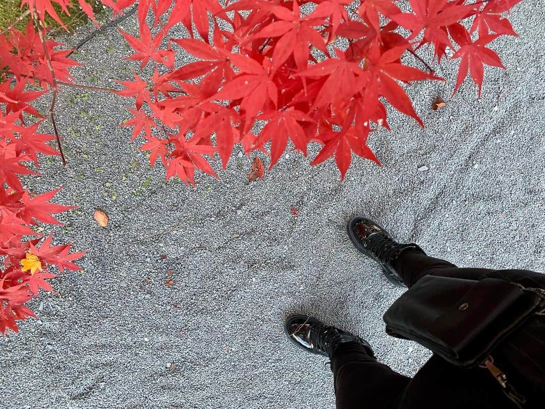 Taeko Mitamura - 三田村妙子さんのインスタグラム写真 - (Taeko Mitamura - 三田村妙子Instagram)「🍁  #永観堂 #禅林寺  #長期滞在 #hotelstay #京都 #taekotrip」11月29日 21時10分 - taeko_mitamura