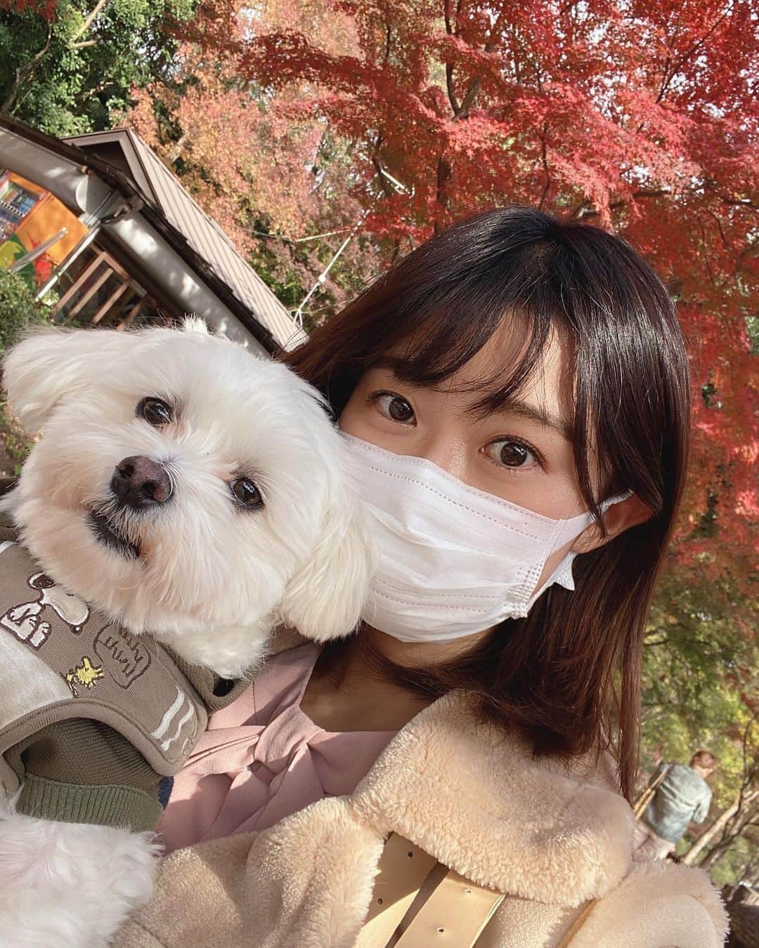 西澤由夏さんのインスタグラム写真 - (西澤由夏Instagram)「お散歩🐾  紅葉が綺麗ね🍁  #愛犬 #マルチーズ」11月29日 18時46分 - yknszw
