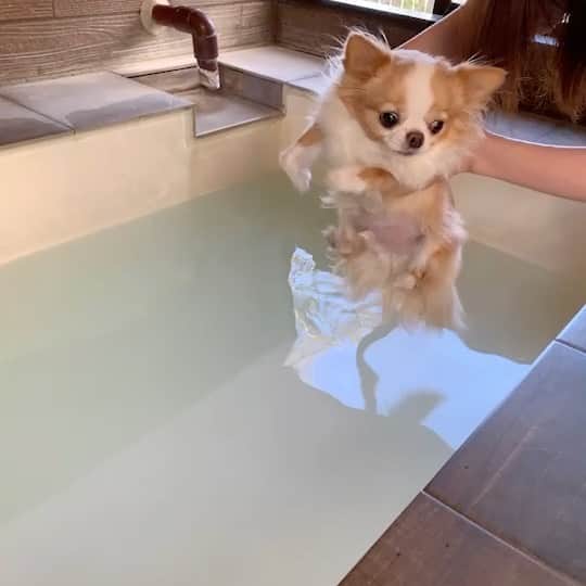 のインスタグラム：「⁑  硫黄の匂いがするお湯にいつもよりビビってるタラオ♨️ ちょ、ちょっと待つでしゅ💦この湯、変な匂いがするでしゅ🐶  最後は、あ、気持ちいい🐔って顔してる。  #いい湯加減でしゅ #強羅温泉」