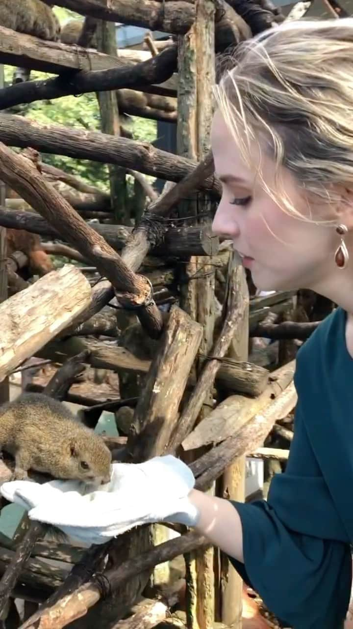 ナタリー・エモンズのインスタグラム：「🐿🐿🐿🍁」