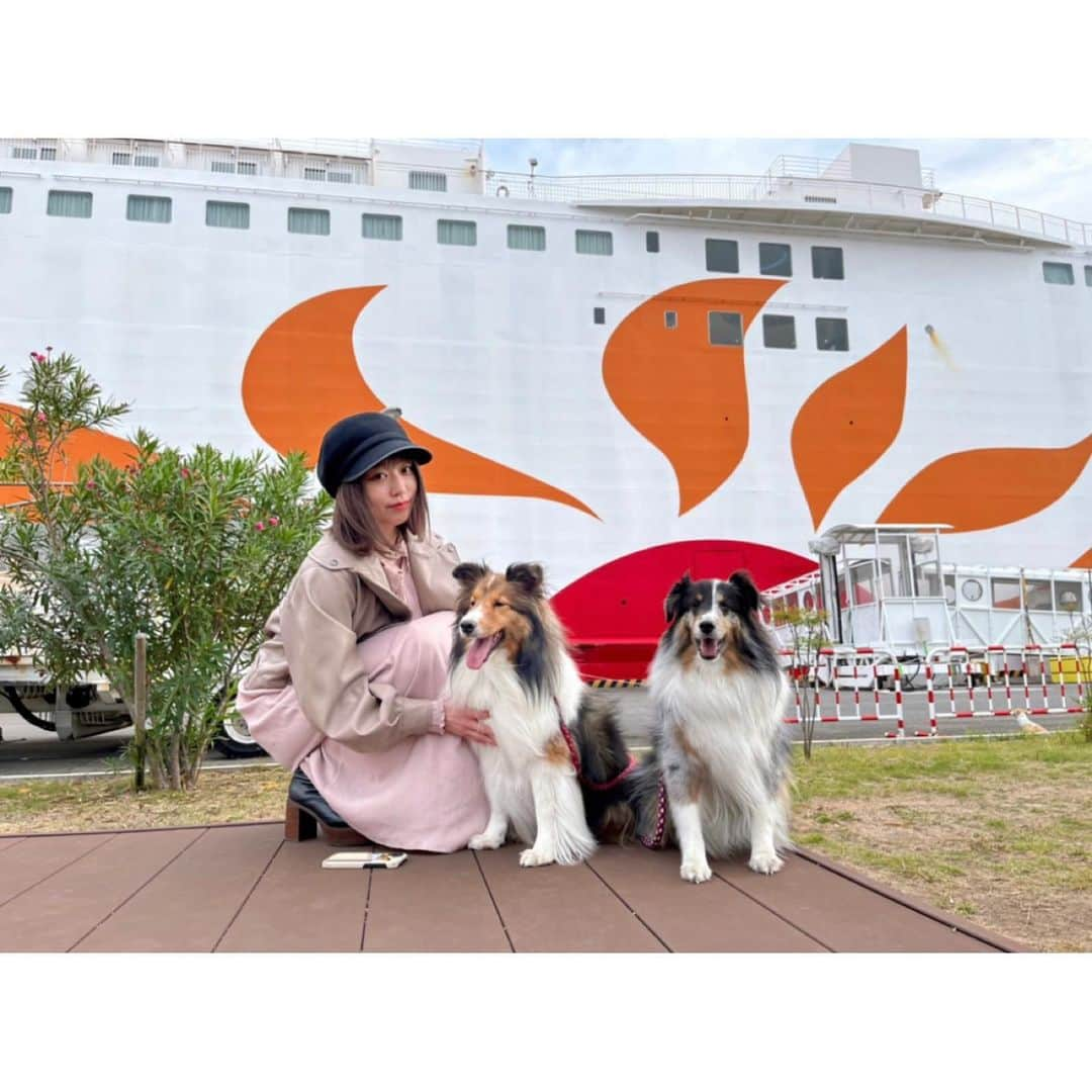 川崎芹奈のインスタグラム：「2年ぶりのパパと九州旅行💫  今年は大阪からフェリーで鹿児島へ🛳その後もフェリーと車で九州をぐるぐるしました💫  大阪が大好きなので、1人で前乗りして美味しいものたくさん食べた😋💖大阪は一つの街でぜんぶ揃ってるからちょっと旅するのに最高な街♡また近々3回くらい行きたい🚅  フェリーにははじめて乗ったけど船は大好きなので定期的にお外に出てたくさん海を見ました🏖  さんふらわあはでっかくて中も豪華で、曇ってたけど大浴場から海が見えて感動的だった！ あのオリジナルの音楽はまた聴きたいところです。  今回も沢山ごはん食べたけど、熊本のご飯がとっても好みだった♡ 帰ってきた今も馬刺しが食べたい🐴  福岡では安定の牧のうどんと犬の仲間達に会えて楽しかった♡  今年は長めのお休みをもらって、3泊4日。 毎晩パパと晩酌して楽しかった〜🍻　 普段あんまりビール飲まないけど、旅行中に飲むビールが美味しすぎて 大人になった気分です🤭  いい休日を過ごせました🤍 また来年も行きたいなあ〜♬  #九州旅行　#さんふらわあ  #熊本グルメ #たこ焼き　 #しろくま #シェットランドシープドック」