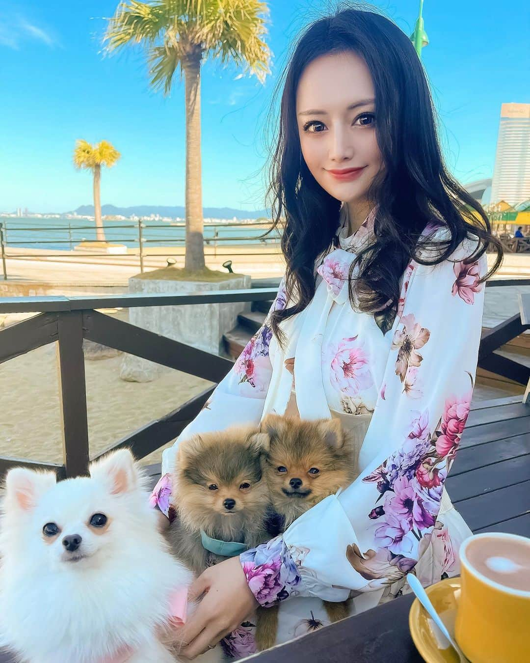 本多胡桃さんのインスタグラム写真 - (本多胡桃Instagram)「家族が増えました🐶❤️ (写真1枚目はめちゃくちゃ眩しそうな顔してるのでスワイプしてね👉🤣)  今回の九州旅はわんこたちも一緒に🥰 実は新たに2匹のポメをお迎えし、我が家はポメラニアン御殿になりました🤣笑  あむちゃん　♀1歳2ヶ月 いちくん　♂ 3ヶ月 にこちゃん　♀3ヶ月  いちくんとにこちゃんは双子みたいだけど イケメン顔のお口が黒いのが男の子で 眉毛があってすぐ顎乗せして甘えてくるのが女の子🐶❤️❤️❤️  お迎えしてから2ヶ月が経ち、 サル期もすぐそこだけど 毎日可愛いワンコたちに癒されております🥰🥰🥰  お姉さんになったあむちゃんの健気さにまた愛が倍増し、多頭飼いのよさを日々感じてる🥺💕🐶  無事お散歩デビューもできて 良き旅になりました✈️💕💕💕  #onepiece @belinda_official_world   #ポメラニアン#ポメラニアンが世界一可愛い#ポメラニアン部#福岡#博多#ことたび#ことこーで#犬旅#家族が増えました」11月29日 22時56分 - kotohonda