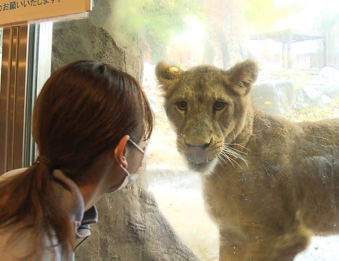 青木美奈実さんのインスタグラム写真 - (青木美奈実Instagram)「#とべ動物園 で 去年6月に生まれたライオンのララちゃん！  まだ一歳ですがすっかり大きくなって、 きょう、石川県の#いしかわ動物園 へ向け とべを旅立ちました。  初お披露目〜旅立ちの時まで取材させていただきました。  お母さんに甘えたり、姉妹で戯れあったりする 愛らしい姿をたくさん見せてくれてありがとう！  最近は木登りがブームだったそうで… さすが元気で活発な女の子！  これからはいしかわ動物園の情報もチェックせねば！ (妹・イオの新居、#旭山動物園 も！)」11月30日 0時09分 - aoki_minami_
