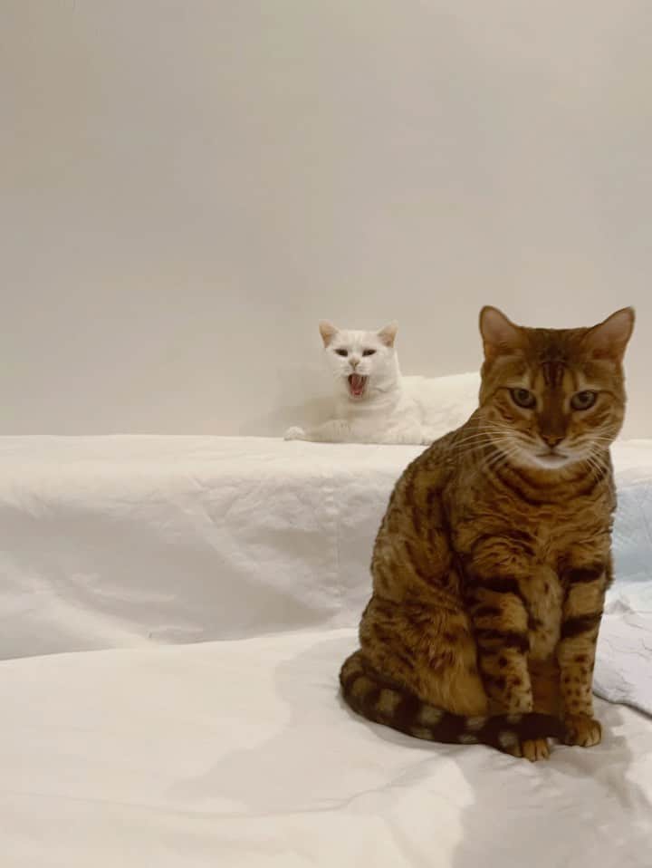 ダニョ（鈴木えみ）のインスタグラム：「#danyo #danyocawaii #munchkin #whitecat #catstagram #catlovers」