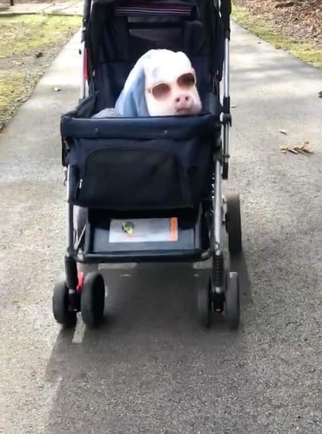 のインスタグラム：「Cutest baby at the park 😝」