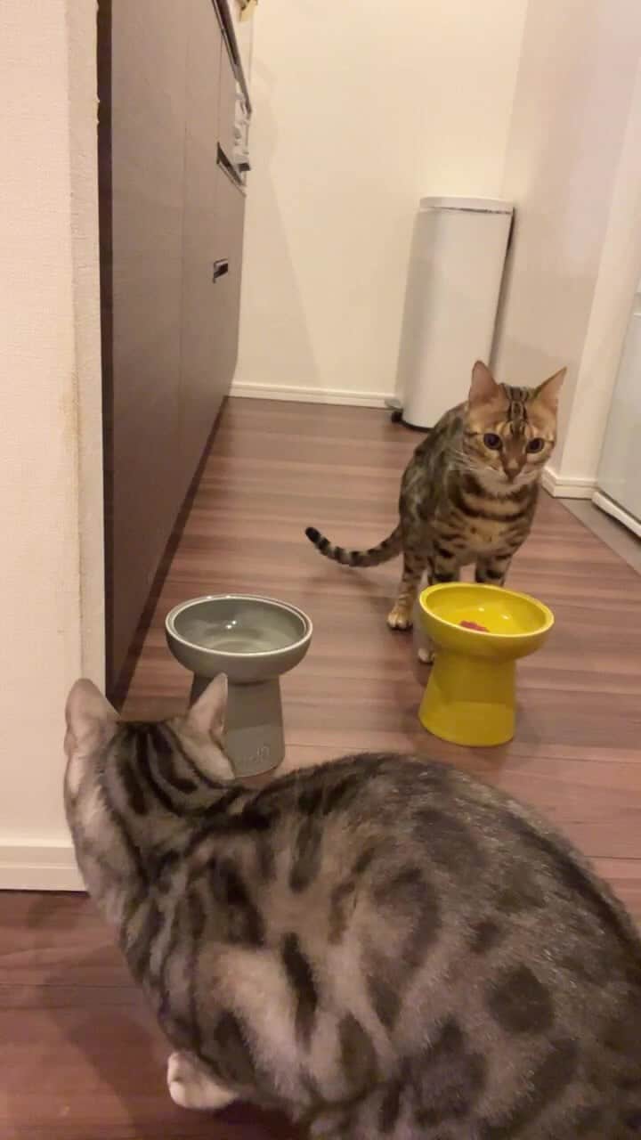トミックのインスタグラム