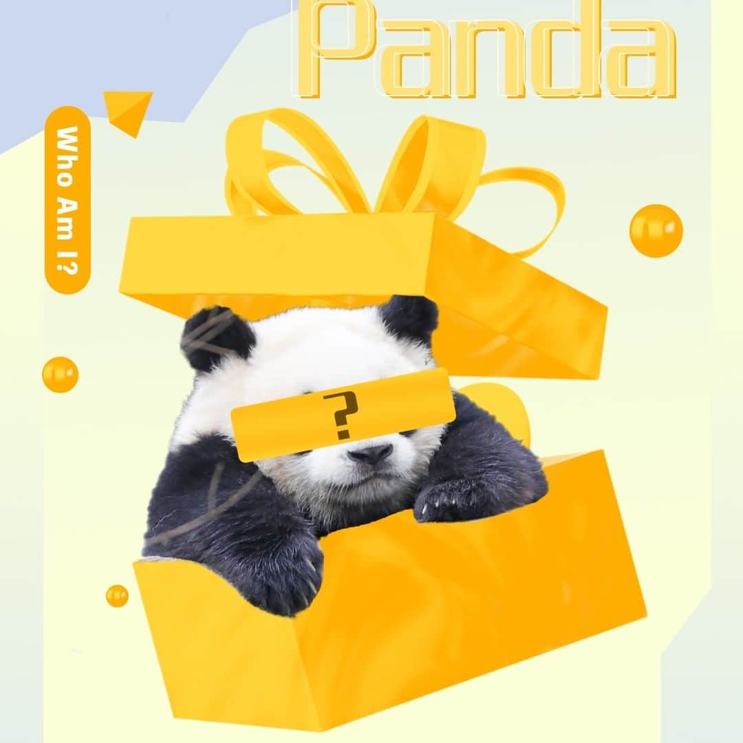 iPandaさんのインスタグラム写真 - (iPandaInstagram)「Take a guess of who candidate No. 2 of our online event, the Beloved Panda, is! Hint: His name means "born in spring" in Chinese. 🐼 🐼 🐼 #Panda #iPanda #Cute #BelovedPanda #PandaPic」11月30日 11時31分 - ipandachannel