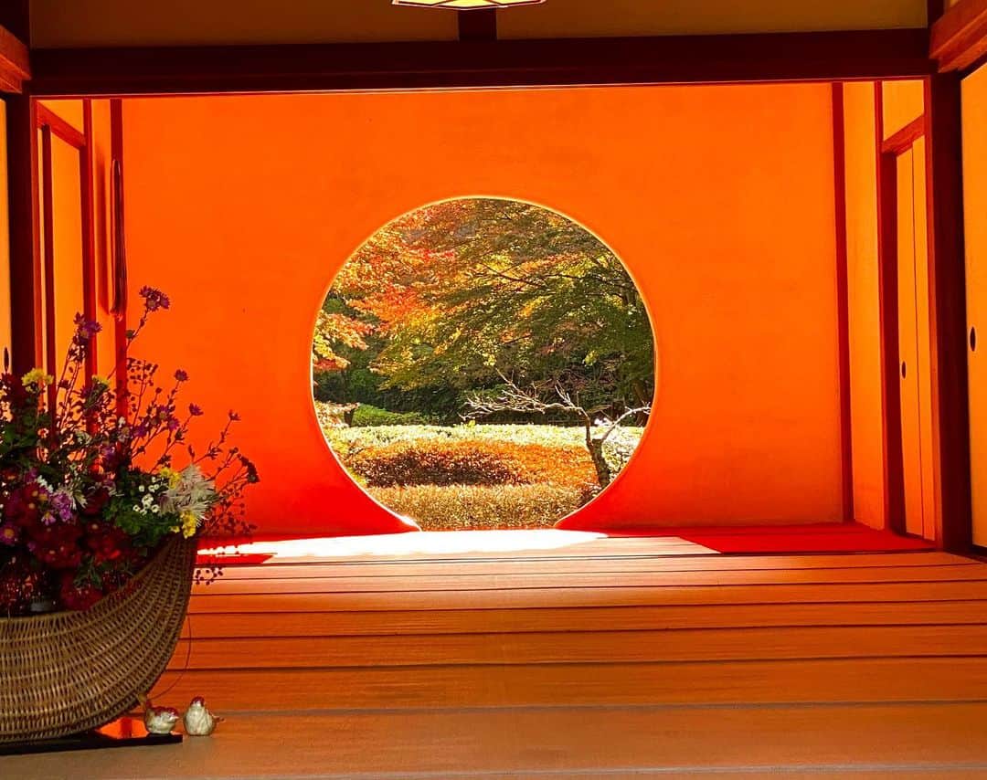 上野水香さんのインスタグラム写真 - (上野水香Instagram)「#鎌倉 の#紅葉 🍁💕 ノーメイクですいません🙇‍♀️ #明月院 の#悟りの窓 を先日の番組で紹介したら、むしょうに見たくなり、両親と行ってきました。笑 美しすぎました😢🍁 ずっと眺めていたかったです。  #円覚寺 の国宝、#洪鐘 も140段の階段登って行ってまいりました☺️👣 山の上からの見晴らし気持ちよかったです。  お天気の良い鎌倉の秋、なかなかよいものです。 コンパクトながら味わい深く赴きがありますょ。 皆様もいかがでしょうか☺️ ↑観光親善大使ぶりを突然発揮。笑」11月30日 12時08分 - mizukaueno