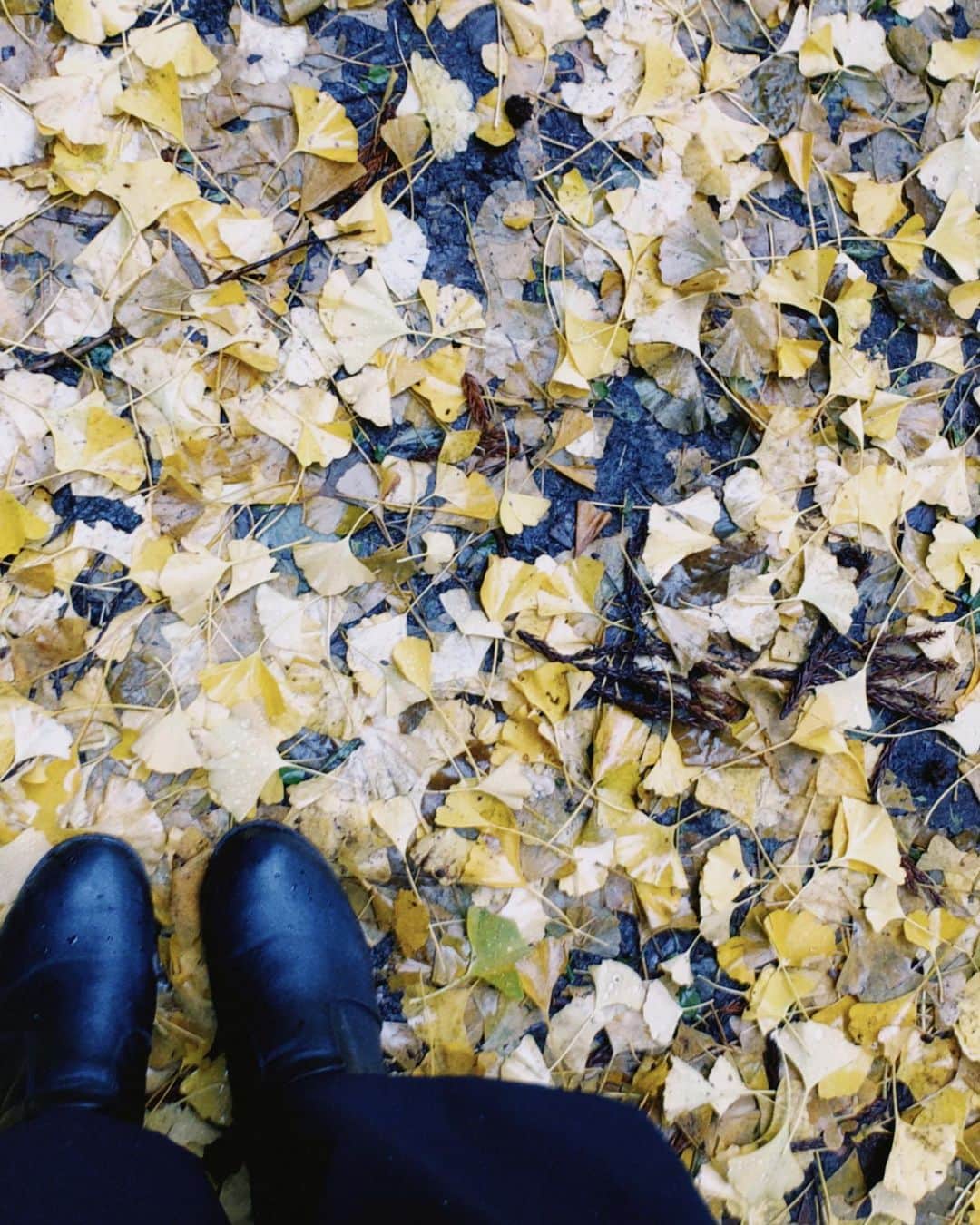 千葉真由佳さんのインスタグラム写真 - (千葉真由佳Instagram)「【青森の紅葉自慢💪🍁】  本格的な冬を感じるこの頃...。こんな昔の写真引っ張り出してみました🤦‍♀️ 紅葉がきれいな青森市の合浦公園で撮影したものです。 割と街中で色づいた葉を楽しめる広い所で、散歩するのに大好きな場所でした。  それから青森にある日本一を ぜひ見てください！！！(動画) 深浦町にある大イチョウです☺️🌟 みんなビッグイエローって呼んでいます。  カメラ向けても収まりきらない大きさ。これで一本の木です。  昨日でライトアップは終わってしまったようですが 去年見に行って感動したので また絶対行こうと思っています☺️ 寒い中でビッグちゃん観ながら飲むココアが美味しかったなぁ☕️  紅葉の次は雪自慢しようかな☃️  紅葉の名所その他好きなところ↓ #岩木山#弘前公園#芦野公園#中野もみじ山#薬研渓流  #青森#紅葉#紅葉狩り#紅葉名所#深浦町#日本一の大イチョウ#ビッグイエロー#🍁#合浦公園#青森市#ポートレート#ふるさと自慢#アナウンサー#フリーアナウンサー#千葉真由佳」11月30日 13時12分 - mayuka.chiba