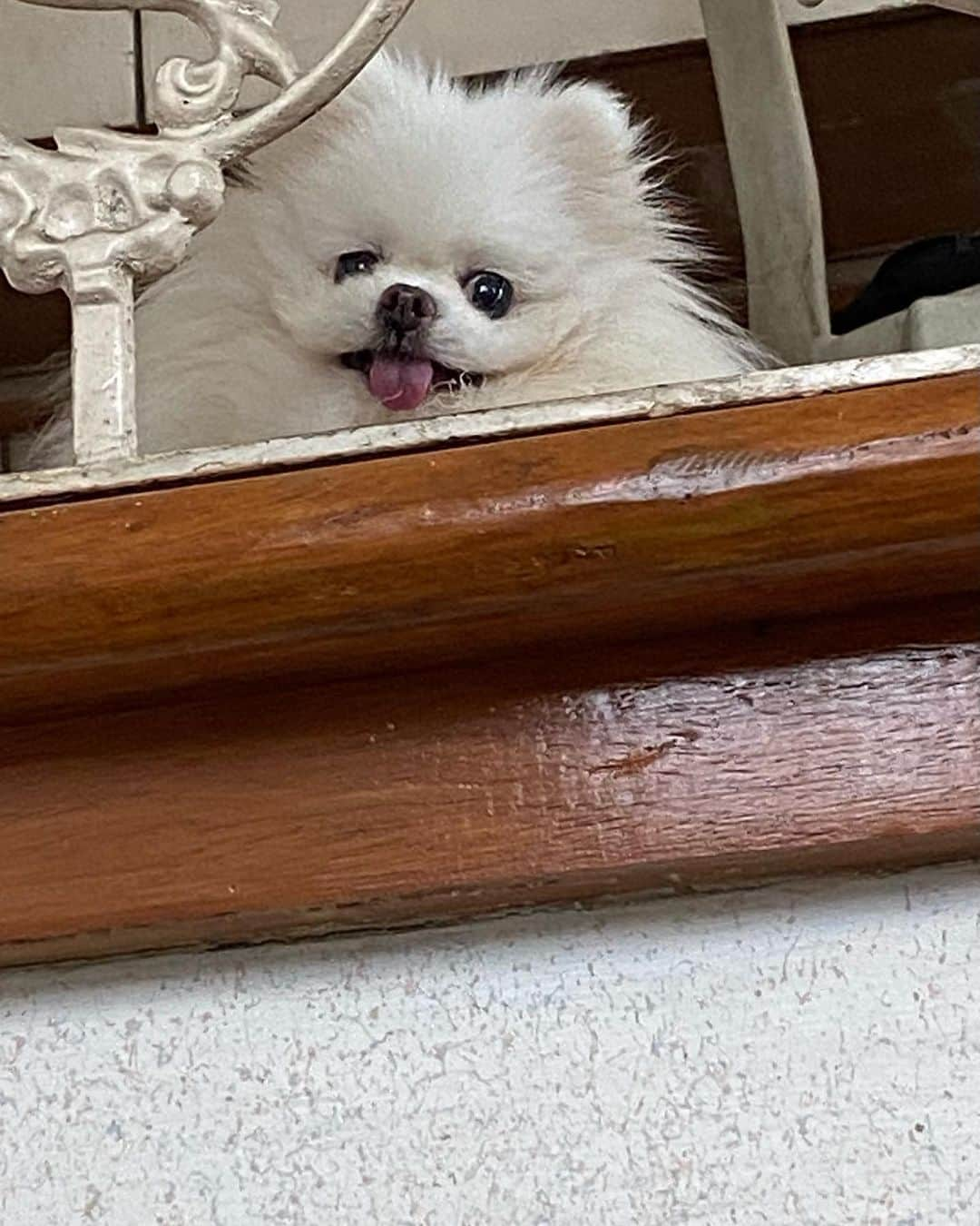 JEWELさんのインスタグラム写真 - (JEWELInstagram)「waiting for mommy to boil our chimken yumyums 🍗🍗🍗 #becausechimkenislife #dogstagram #dogsofinstagram #puppiesofinstagram #petstagram #weeklyfluff #fluffy」11月30日 13時50分 - jewel0131