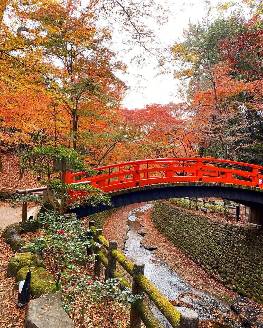 岩崎静羅さんのインスタグラム写真 - (岩崎静羅Instagram)「☺︎ 京都 北野天満宮 もみじ苑へ 少しタイミング遅くて 紅葉自体は終わりかけでしたが ゆっくりお散歩しながら見れたし 混雑も避けられたので良かったー！ 四季を楽しめる日本って 控えめにいって最高ですね♡笑 * #もみじ #紅葉 #京都 #京都観光  #155cmコーデ #kyoto #紅葉狩り #日本 #japan #北野天満宮 #そうだ京都行こう」11月30日 18時54分 - seeeeiiiiraaaa