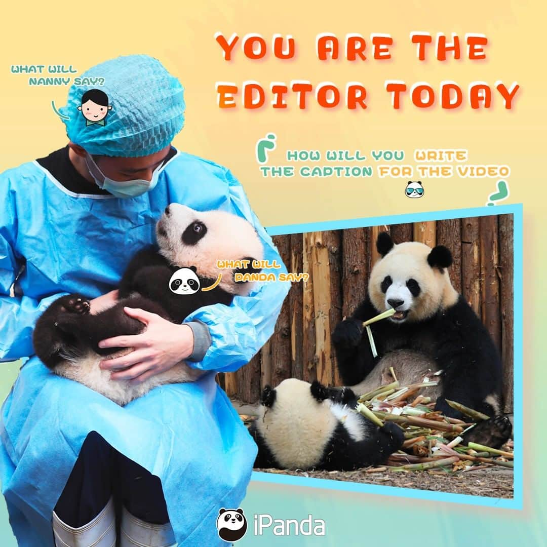 iPandaさんのインスタグラム写真 - (iPandaInstagram)「Hi panda lovers, have you ever thought about becoming an editor of iPanda and writing captions or dialogues for our popular panda videos? Here comes the opportunity!  🧐Click the event page link here: https://www.facebook.com/events/859526261384144/?active_tab=discussion, choose any of the five designated videos with different themes, and be free to share with us your personalized caption/dialogue under the comment area of any one out of the five videos. You are also invited to 'like' the caption/dialogue that you want us to pay attention to. We will shortlist five candidates for you to vote and finally the most voted ones will be added to the corresponding videos on iPanda’s Facebook page with the creators' names! Detailed rules can be found in the event page. We can't wait to see your impressive and creative ideas.  🥳iPanda's Fun Club has been linked to the event. Don't hesitate to join us and stay connected to more panda lovers. More surprises are waiting for you~ 🐼 🐼 🐼 #Panda #Cute #iPanda #YouAreTheEditor #PandaPic」12月1日 1時05分 - ipandachannel