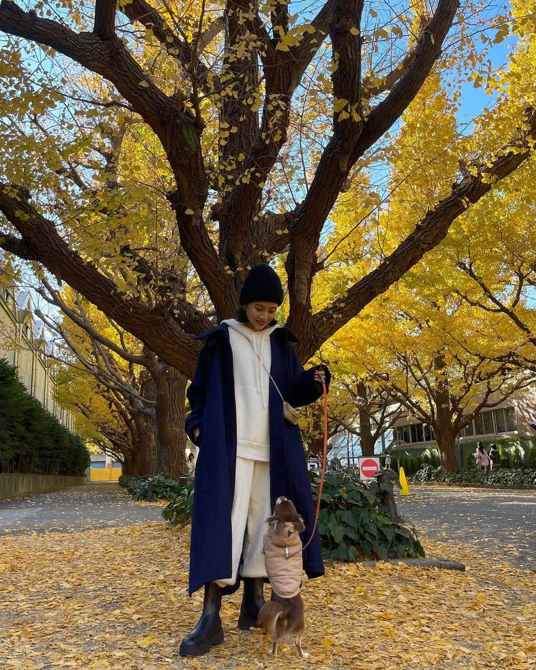 伊原葵さんのインスタグラム写真 - (伊原葵Instagram)「今年も綺麗でした✨ みなさんにもお裾分け♡  少し前に行ったんだけど沢山の方が お声をかけてくれました🙏 ありがとうございます🤍  コーデvlog撮影してたのでお楽しみに🤭 イチョウ並木での撮影はなかなか難しかったぜ！😂  #aocode」11月30日 22時26分 - aoi186