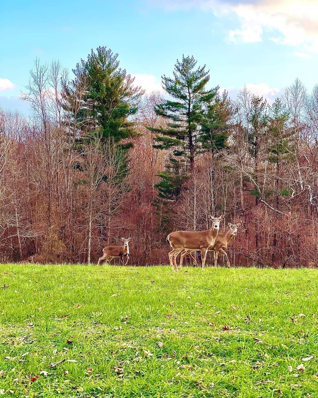 のインスタグラム：「Finally, I could take a good picture🦌👍🏻 #wilddeers」