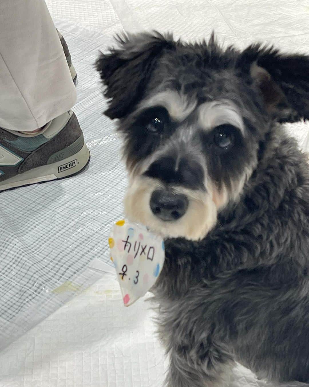 宮崎宣子さんのインスタグラム写真 - (宮崎宣子Instagram)「スモールワールズ東京のペットDAYに参加してきました💛  実は、動物愛護のサポーターとして活動させて頂いております。  可愛いだけては、飼うべきではありません。でも、キチンと飼う覚悟を持てた時、ペットショップで買う前に、一度スモールワールズ東京のペットDAYで、保護犬、保護猫の譲渡会に来てみませんか？  私ブリーダーからアロハを飼いましたが、最初は、保護犬を考えました。当時は、女性一人暮らしに保護犬は飼う資格がありませんでした。今では、規則も改定されたので、一人暮らしの人でも飼えます。  なので、是非、一度保護犬、保護猫ちゃんと会ってから決めてもいいのではないでしょうか？  今回、アロハと一緒の80分の1サイズの私が、船の上にいます😉  良かったら見つけてください🥰  #スモールワールズトーキョー  #ペットDAY #petday #譲渡会 #保護犬 #保護猫」12月1日 18時10分 - miyazaki_nobuko