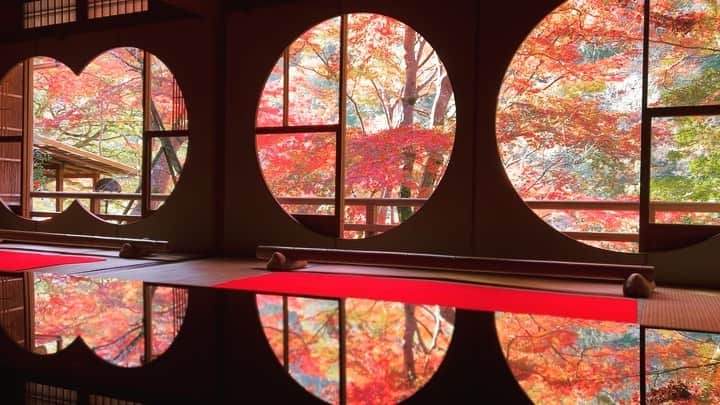 littleportelyのインスタグラム：「京都の嵐山にある「嵐山 祐斎亭」さんの素敵なギャラリーから広がる美しい紅葉風景🍁 これぞ日本🇯🇵🇯🇵 京都はどこを切り取っても美しい。 . ＃京都 #そうだ京都行こう  #嵐山 .  #tokyocameraclub#beautifuljapan#art_of_japan#art_of_japan_ #bestjapanpics #bestphoto_japan #daily_photo_jpn #lovers_nippon #igersjp #nipponpic#紅葉スポット#🍁#look_japan#japan_photo_now#japan_photo#japan_vacations#japan_bestpic_ #japan_nature_photo#japan_great_view#japan_aps_photo#japan_beautiful_days#iphonography#shotoniphone#iphone13#awesome_earthpix#awesomeearth#awesome_photographers#autumn」