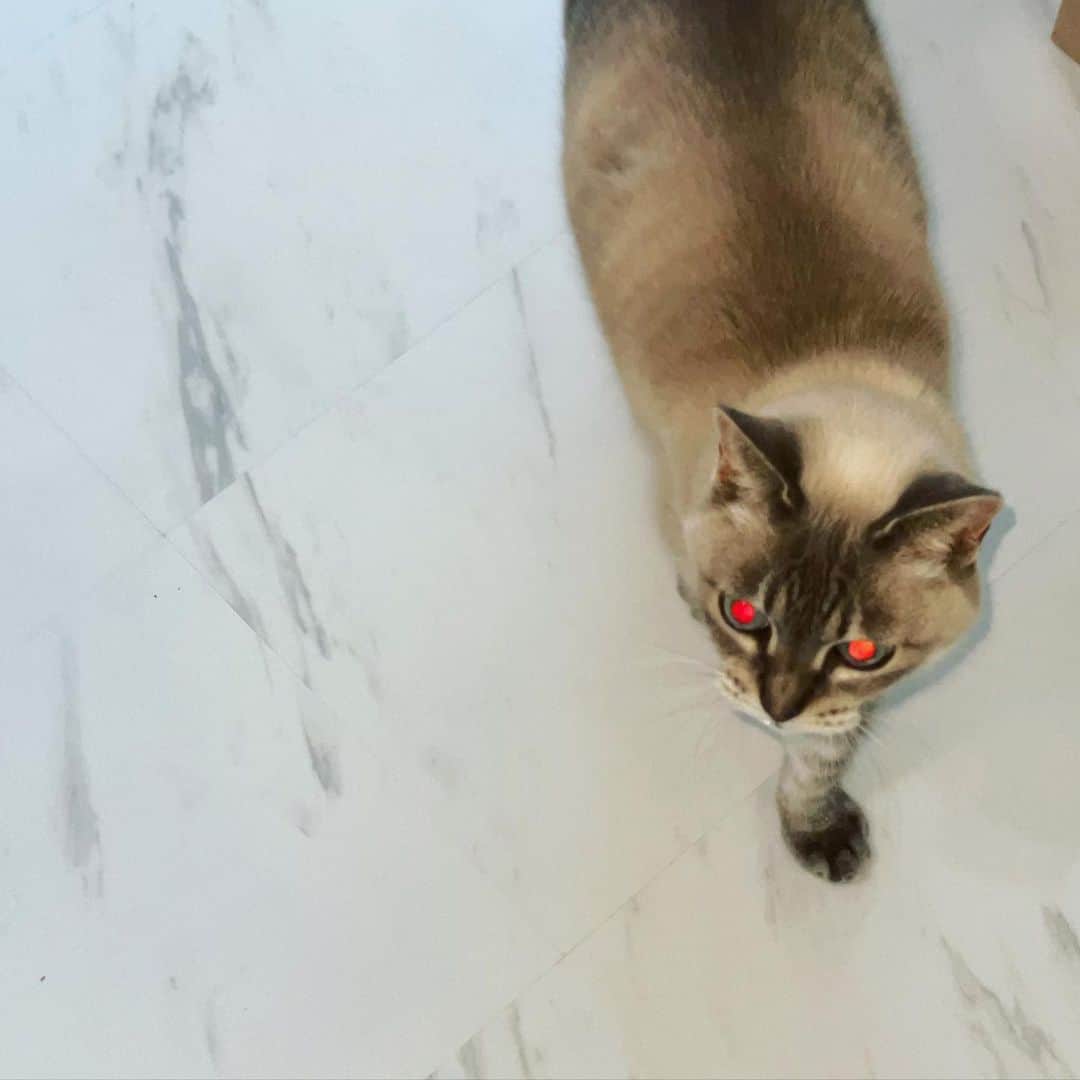 のインスタグラム：「お目目が怖いにゃん  #実家 #猫」
