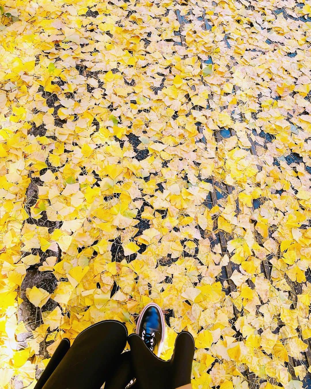 諏訪彩花さんのインスタグラム写真 - (諏訪彩花Instagram)「まるで絵画みたいな風景。一面黄色の絨毯でした〜外国にいるみたいだったよ☺️🍁 #銀杏並木」12月1日 12時06分 - suwa_ayaka