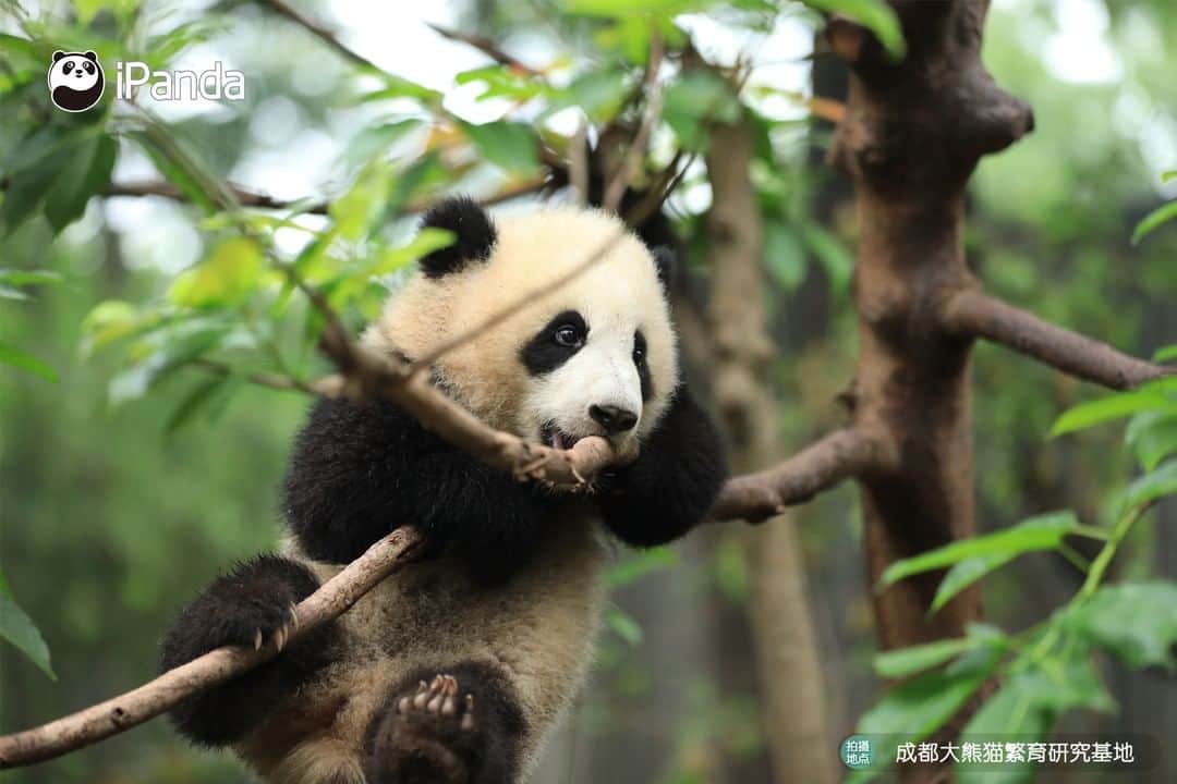 iPandaさんのインスタグラム写真 - (iPandaInstagram)「I, your panda babe, am the successor of the legendary Monkey King! 🐼 🐼 🐼 #Panda #iPanda #Cute #PandaPic」12月1日 12時30分 - ipandachannel