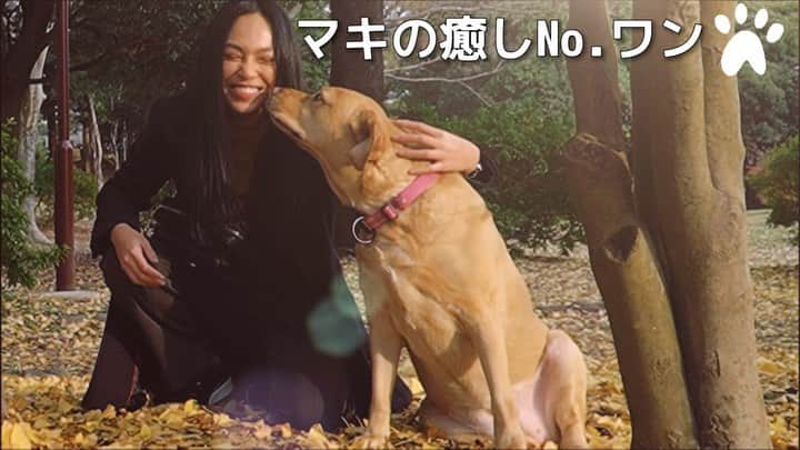 志摩マキのインスタグラム：「皆大好きワン🐾　 ハニー(ラブラドールレトリバー雌5歳) ソラ(ゴーデンレトリバー雄9歳) オニギリ(ラブラドールレトリバー雄11ヶ月) 可愛いだけじゃないの、子供達や大人と遊ぶとき以外はなんでも出来るとても偉いワンちゃん達なの！🐕凄く癒されました！また会いたい🐶　 #🐶　#🐕　#🦮　#❤️  #🇯🇵 #わんちゃん #わんちゃんのいる生活 #ワンちゃん　#大好き　#犬　#犬が大好き　#犬大好きな人と繋がりたい #日本　#dog #doglover #doglovers #น้องหมา #หมาน่ารัก #คนรักหมา」