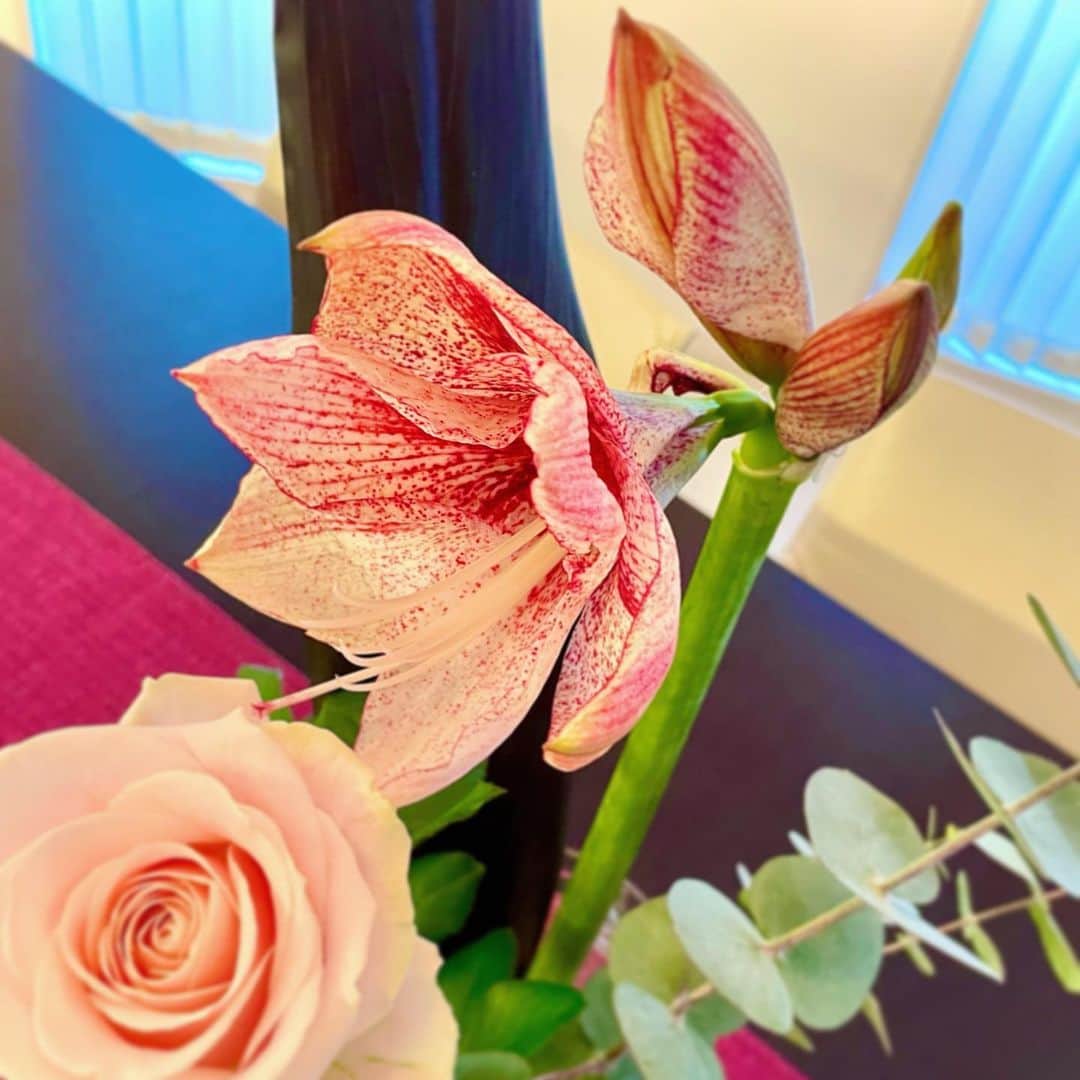 高橋幸のインスタグラム：「諸説あるようですが、 横向きに花が咲いて隣の花と話しているよう見えることから、花言葉は「おしゃべり」なんだそうです💬💕 #アマリリス　#lastmonthoftheyear」