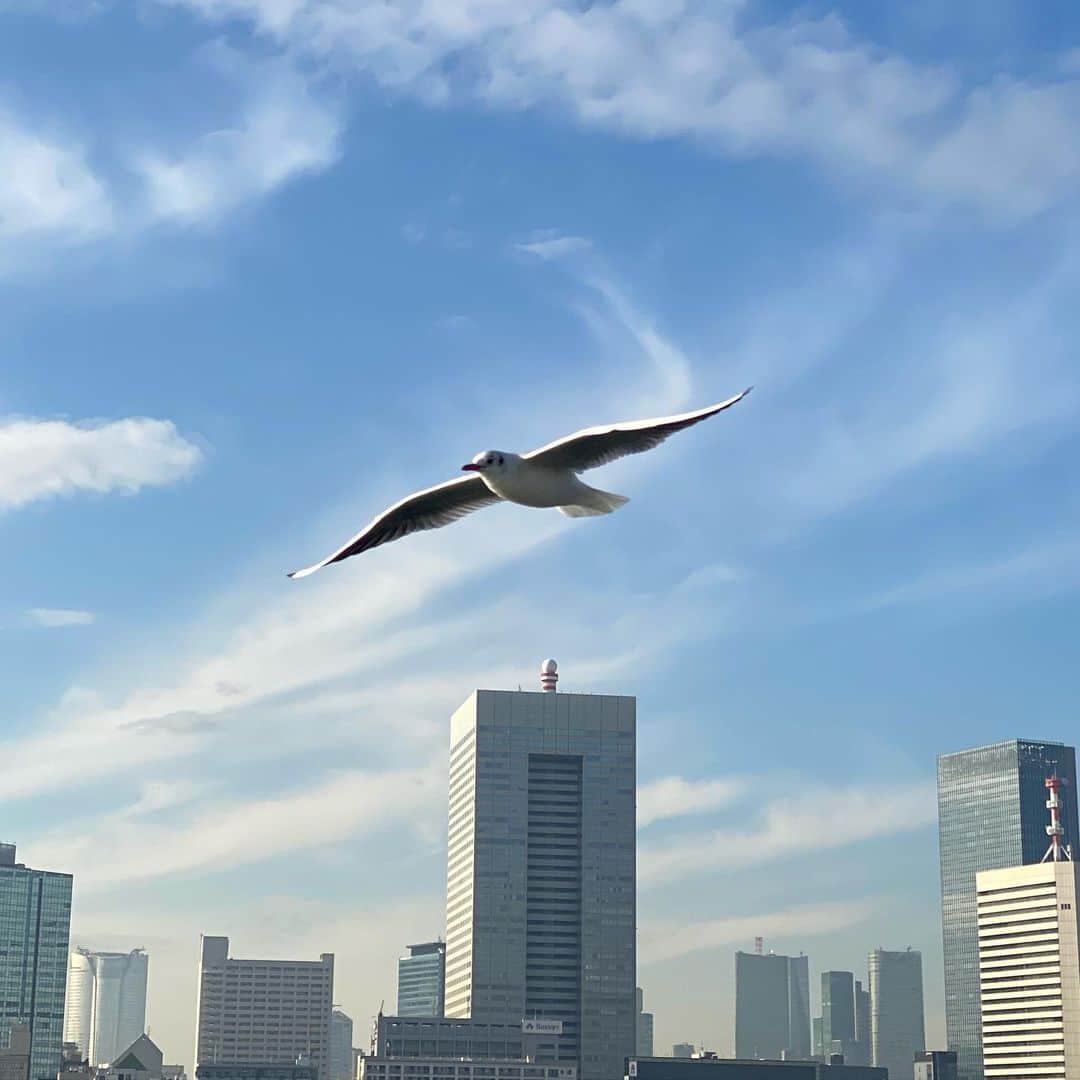 有吉弘行さんのインスタグラム写真 - (有吉弘行Instagram)「鳥がすごく綺麗に撮れたから嬉しい！」12月1日 16時40分 - ariyoshihiroiki