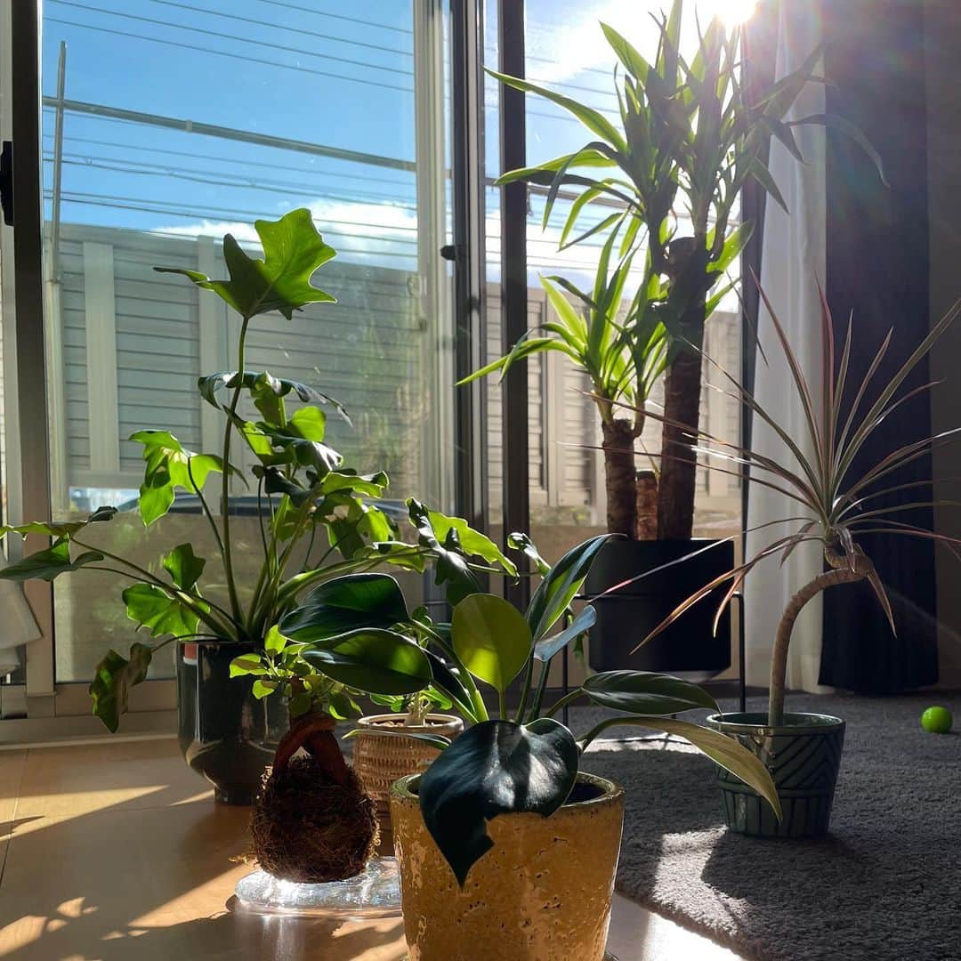 中嶋大希のインスタグラム：「元気な植物達 #観葉植物 #観葉植物のある暮らし #グリーンのある暮らし」