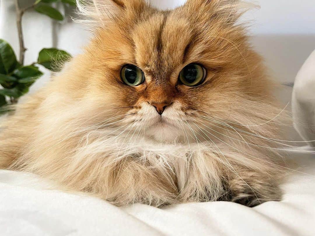 にこのインスタグラム：「December¨̮♡  どんどん寒くなる  朝ニコが布団の中にいることも  #cat #fluffy #persian  #catsofinstagram  #冬 #12月 #ペルシャ猫 #チンチラゴールデン #猫 #ねこ」