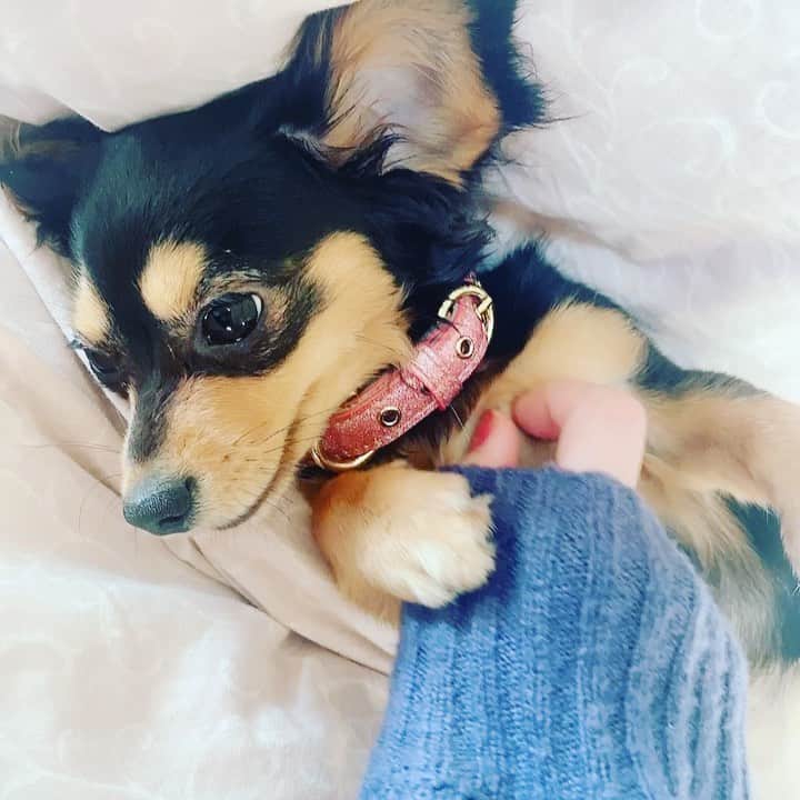 葉月愛梨のインスタグラム：「ぽのちゃんです🐶💗 女の子だけど、めちゃやんちゃ🤭  Ponoってハワイ語で 優しさ　安心　幸福　素直さ とかたくさんの意味があって、  地球上のすべてのことが本来あるべき状態のこと。 なんだって🐶✨  #犬#わんこ」