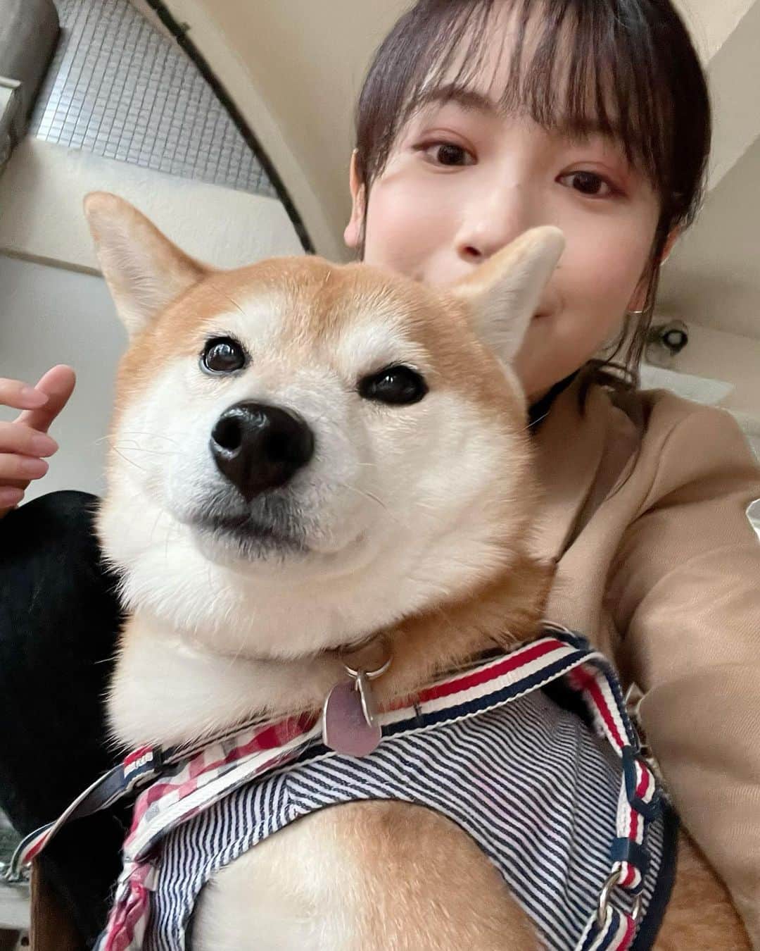 青木美奈実さんのインスタグラム写真 青木美奈実instagram きのうの とある取材 珍しく 取材するほうじゃなくてされるほうでした さくらさんを引き連れて撮影しました またお知らせします 柴犬 しばいぬ 柴犬女の子 柴犬のいる暮らし 愛媛の柴犬さくら