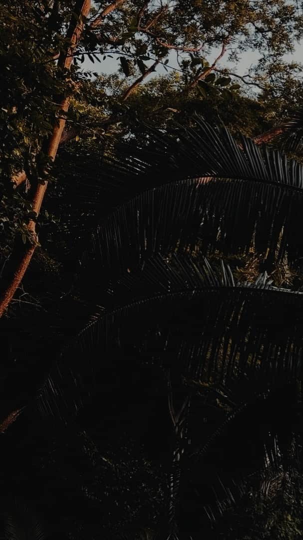 アリス・ガオのインスタグラム：「a few days at @oomandarina 🌞🌊🌴 [video collaboration with @taylorhang]」