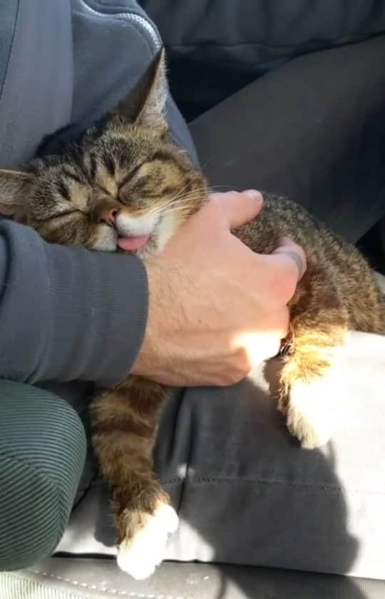 Lil BUBのインスタグラム：「Two years ago today, BUB's huge spirit left her tiny body.  Here is a collection of the best moments of her 9 years on planet Earth.  #lilbub #lilbubforever」