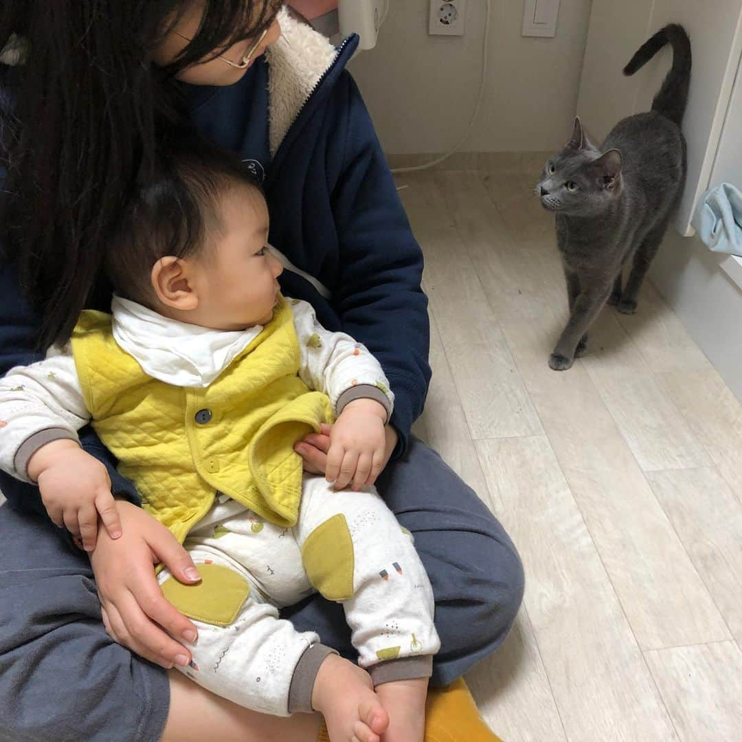 ジェウンさんのインスタグラム写真 - (ジェウンInstagram)「🥺🥺🥺 누나의 에스코트하에 하이랑친해지기 시도중인 로유니 매일 보는데도 아직은 무섭기만하고 심지어 저날은 하이 수염을 잡아당겨버렸는데.. 울어야하는건 하이인데 순간 느낌이 이상했는지 오히려 로윤이가 대성통곡 하더라구요😂😂  괜찮아.. 천천히 친해지길바래🖤  #잰 #재은#로윤#소띠아기#하이#러시안블루#육아육묘#남매스타그램#집사스타그램」12月2日 14時17分 - jaen_mom