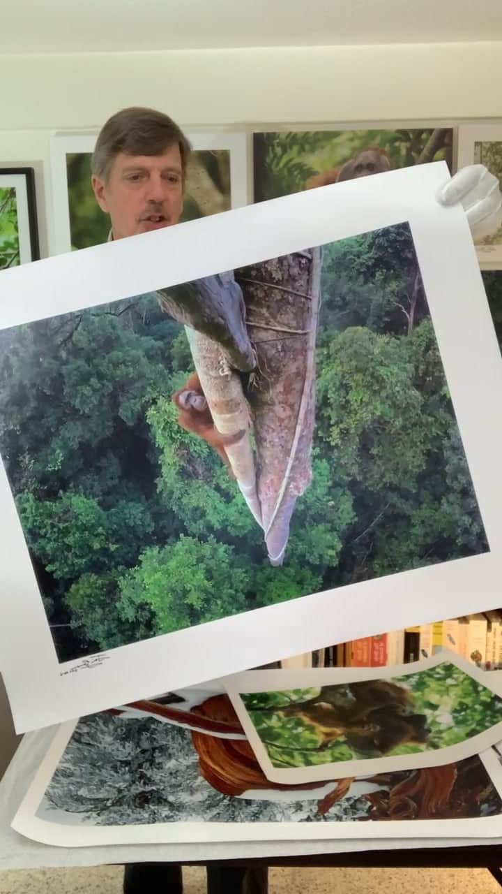 Tim Lamanのインスタグラム：「Visit my link in bio to see the prints on offer at deep discounts for this fundraiser.  Or visit timlamanfineart.com. Hope you enjoyed the stories behind the photos!  #orangutans  #birdsofparadise @savewildorangutans」