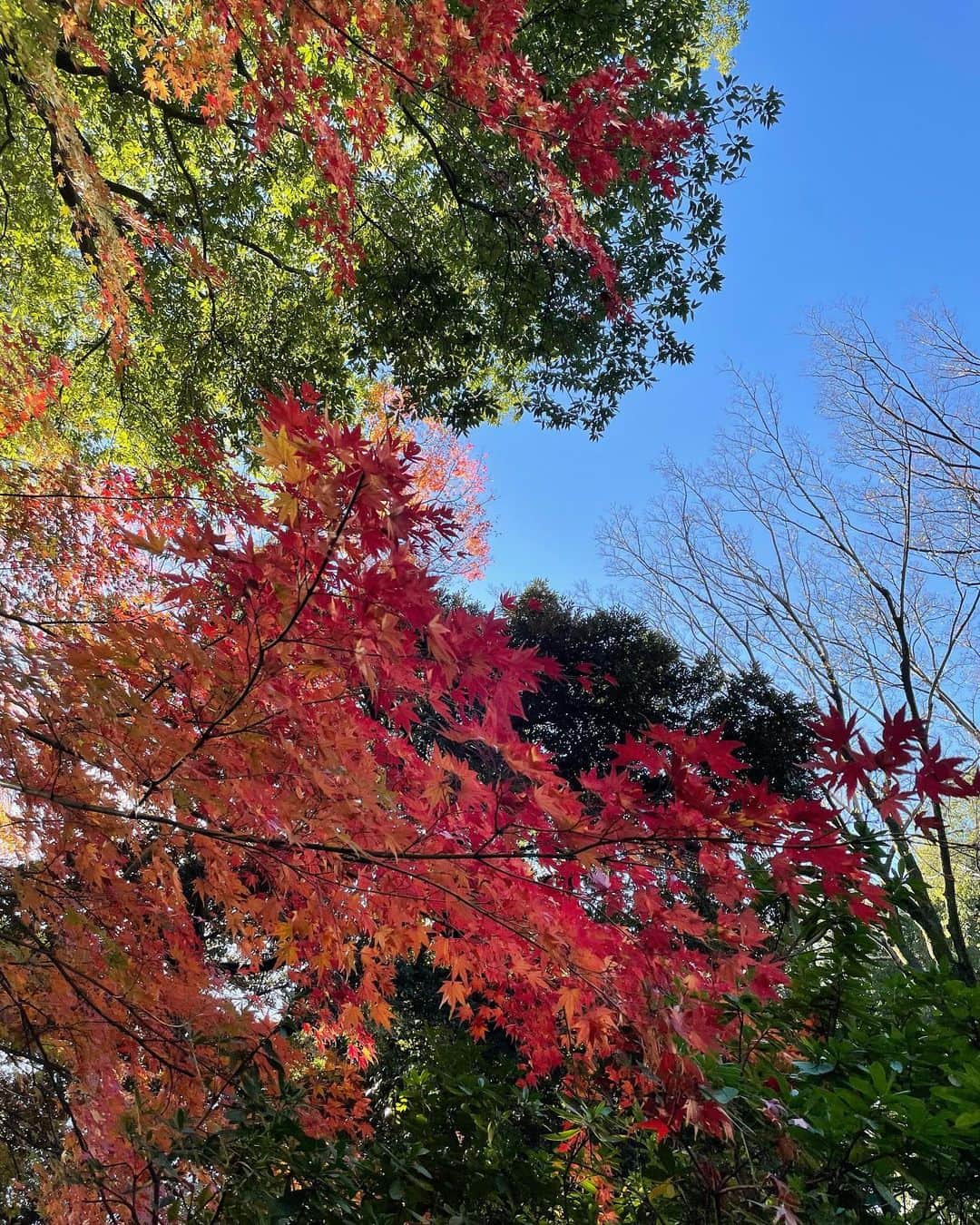 狩野舞子さんのインスタグラム写真 - (狩野舞子Instagram)「・ 季節の移ろいを感じながら歩く今日この頃🍁 ・ #東京散歩 #秋」12月2日 10時51分 - kanochan715