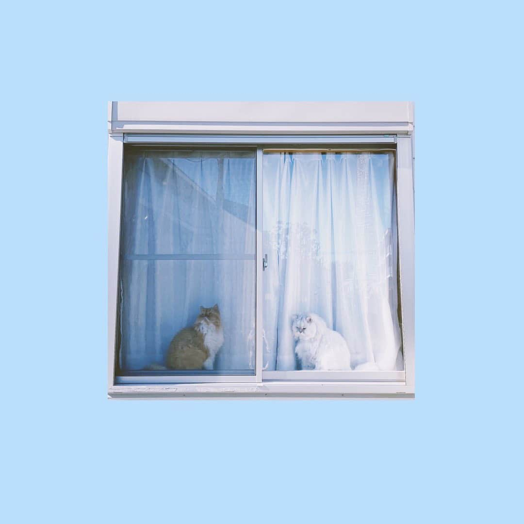 中丸シオンさんのインスタグラム写真 - (中丸シオンInstagram)「❄️」12月2日 11時00分 - shion_joywasabi