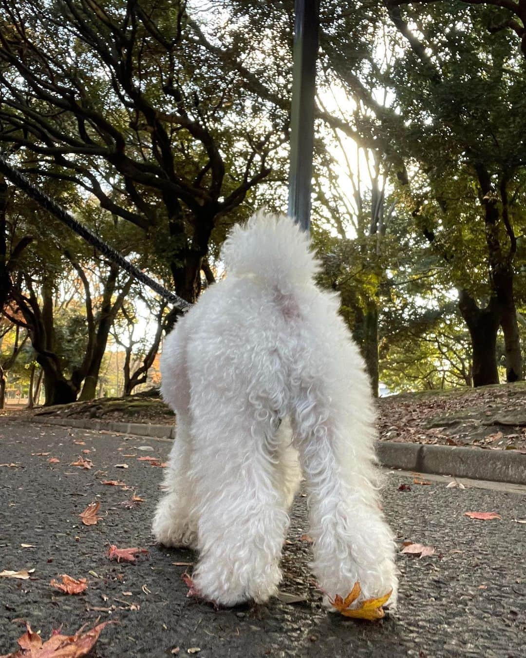 坂東希のインスタグラム：「ねこ！🗣 #チラっ」