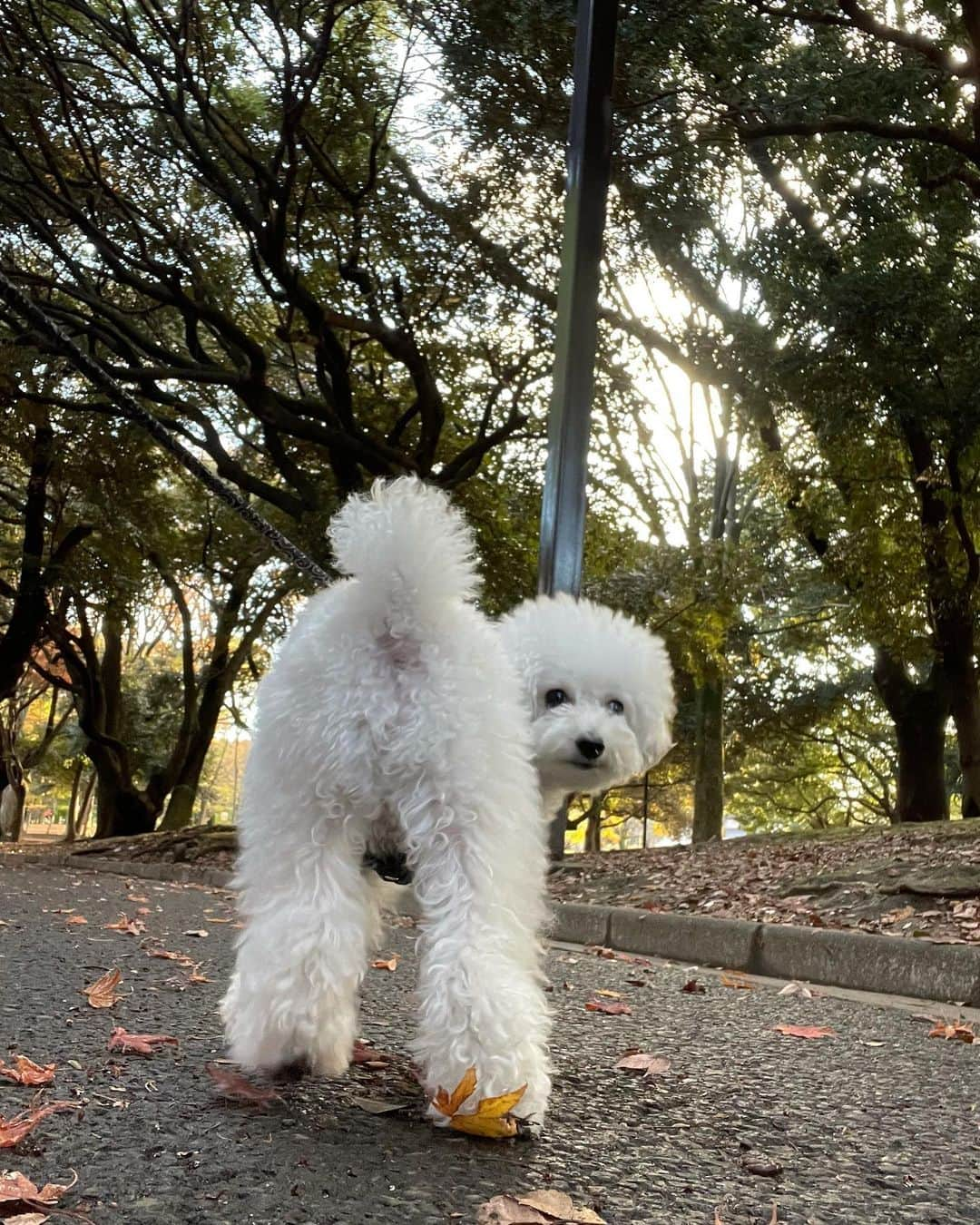 坂東希さんのインスタグラム写真 - (坂東希Instagram)「ねこ！🗣 #チラっ」12月2日 11時04分 - nozomibando_official