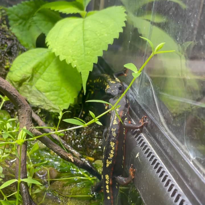 江崎ななほのインスタグラム：「🦎💋」