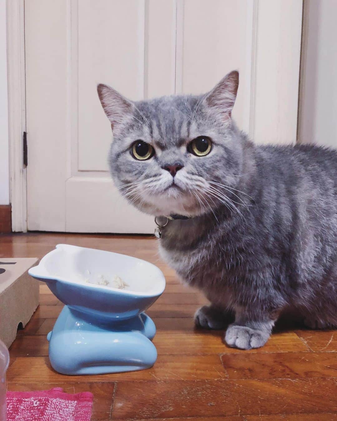 Pancakeさんのインスタグラム写真 - (PancakeInstagram)「“Excuse meow? Need moar food.” 😠   #cats #catstagram #catsoninstagram #catsofinstagram #sgcats #pets #instagramcats #munchkincats #neko #ねこ #マンチカン短足 #猫 #まんちかん部 #マンチカン部」11月8日 21時06分 - nugget_pancake