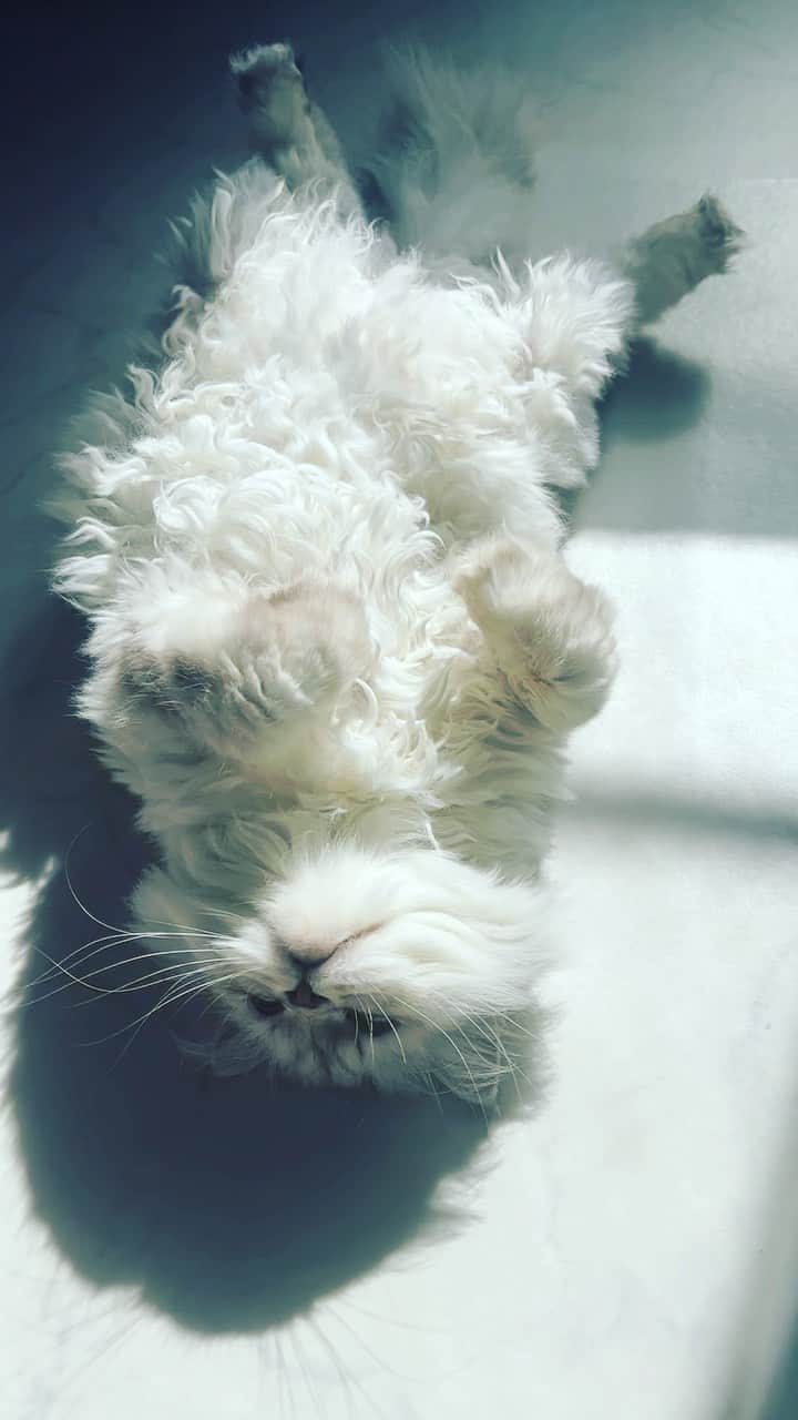 のインスタグラム：「みんなでゆったり #犬と猫と赤ちゃんのいる暮らし #dogcatandbaby」