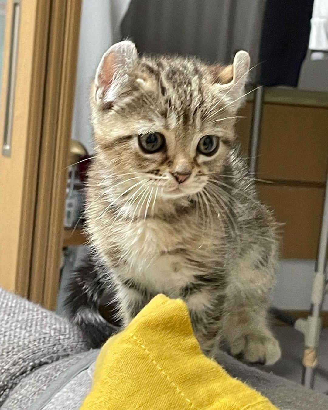 hajimeのインスタグラム：「家族が増えました😺 かわいい、癒される…☺️ ・ ・ ・ ♯子猫♯ネコ♯名前♯選定中♯アメリカンカール♯成犬♯犬♯ポメラニアン♯チワワ♯ミックス犬♯ぽっち」