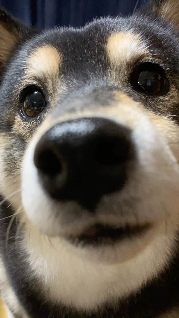 吾子のインスタグラム：「・ ・ ・ ドアップあこわん🐶💕 ・ 見つめちゃってごめんなわん🐶✨💕 ・ ・ ・ acondar2022📆🐶💕発売中です✨ ・  https://acoshiba.stores.jp/ ・ ・ ・ #何もらったかと言うと🐶 #白滝 #Sapporo ・ 北海道の柴犬 #柴北会 の皆ワン🐶感染対策してお散歩しましょう〜🐕💕 ・ #adorable #instadog#shibainu#dog#instagramjapan#instashiba#kuroshiba #kuroshiba#socute #cutedog#いぬのきもち #黒柴 #dogstagram_japan」