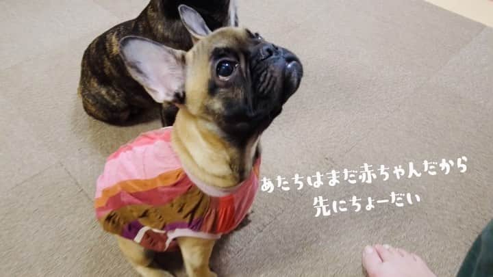 のインスタグラム：「かわいいパピーお嬢に会いに行ってきた！ #youtube更新しました  #ストーリーからどうぞ」