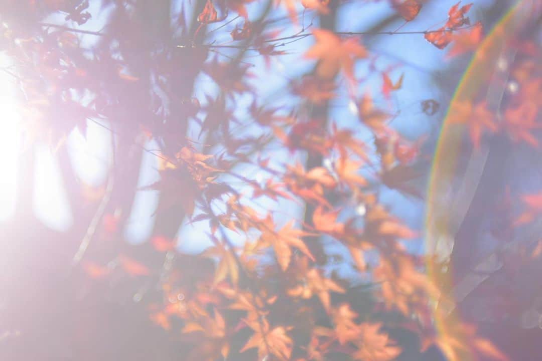 長谷川かすみのインスタグラム：「そろそろ紅葉🍁の時期かなぁ… 今年も撮りに行きたい📸」