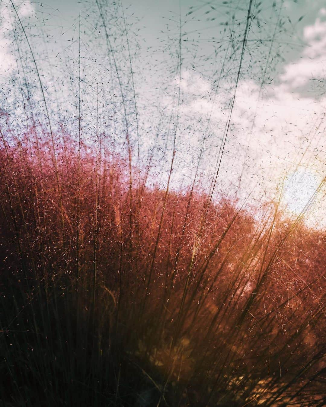 柳澤麻衣さんのインスタグラム写真 - (柳澤麻衣Instagram)「This is a special moment when red grass take the leading role in the nature. Have a lovely new week🌾  秋色  一面が赤く染まり久しぶりに感動した瞬間でした。 今週もよろしくお願い致します🌾」11月8日 23時08分 - toile_blanche