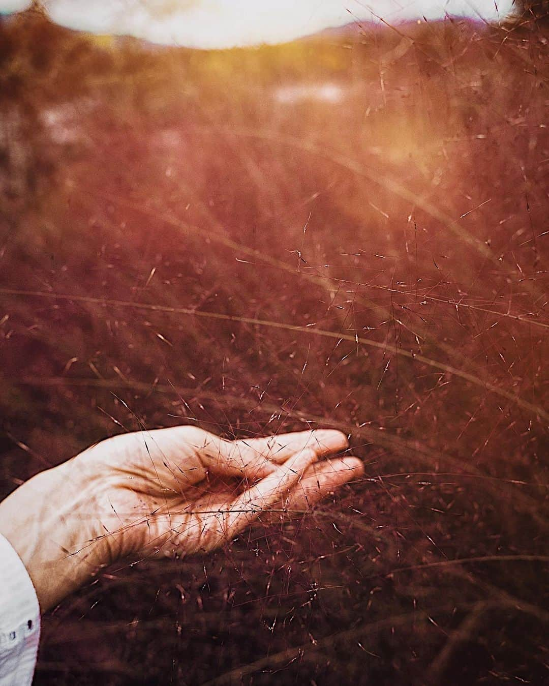 柳澤麻衣さんのインスタグラム写真 - (柳澤麻衣Instagram)「This is a special moment when red grass take the leading role in the nature. Have a lovely new week🌾  秋色  一面が赤く染まり久しぶりに感動した瞬間でした。 今週もよろしくお願い致します🌾」11月8日 23時08分 - toile_blanche