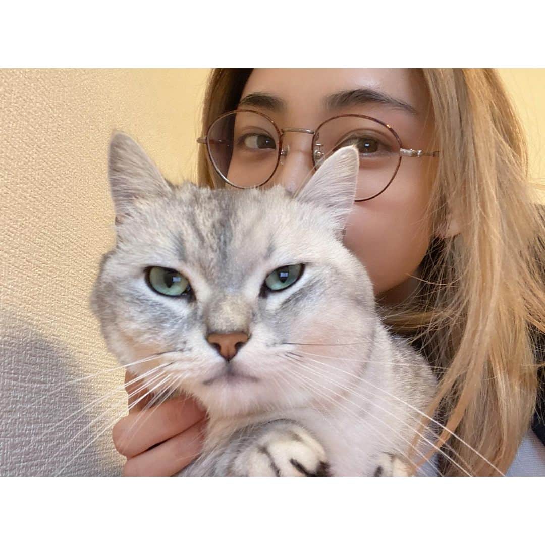 山谷花純さんのインスタグラム写真 - (山谷花純Instagram)「絶妙に嫌がるまるさん。 猫は、無愛想なイメージがあるけど結構表情豊かなのです。  #ミヌエット #まるとの生活 #猫がいる生活 #にゃんすたぐらむ」11月9日 15時33分 - kasuminwoooow